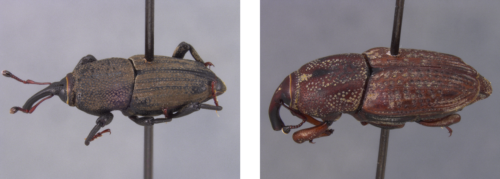 The bluegrass billbug (left) and the hunting billbug are the two most common types of billbug species in Missouri. Photo courtesy of Robert Sites and Bruce Barrett.