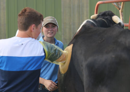 GO CAPS Monett students play a vital role during the annual Southwest Research Center Field Day. Shelby Coursey, from Monett High School, is pictured here, assisting students with the cannulated cow.