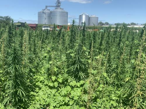 Tim Reinbott said there is plenty to learn about hemp as a crop. Planting depth, planting timing, harvest style and herbicide options will continue to be studied at the Research Centers, as well as what varieties work best for each location. Photo courtesy of Tim Reinbott.