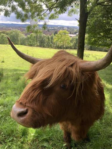 Cannady has an opportunity to work with a variety of animals through her program, including highland cows, pictured here. Photo courtesy of Nix Cannady.
