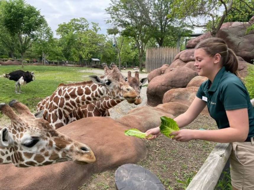 Madi feeding giraffes