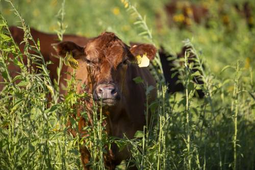 A brown, adult cow with yellow tags on its ears peaks out from very tall grasses with small yellow flowers